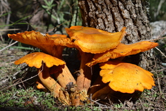 Omphalotus subilludens