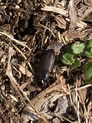 Anisodactylus rusticus