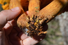 Omphalotus subilludens