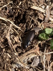 Anisodactylus rusticus