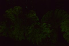 Omphalotus subilludens