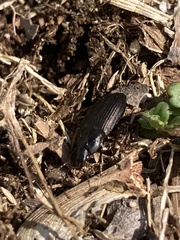 Anisodactylus rusticus