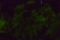 Omphalotus subilludens