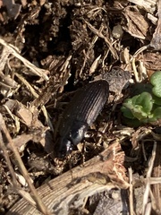 Anisodactylus rusticus