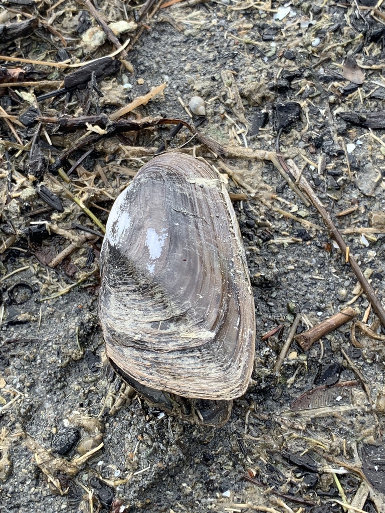 Western Ridged Mussel from Tronson Rd, Vernon, BC, CA on March 20, 2022 ...