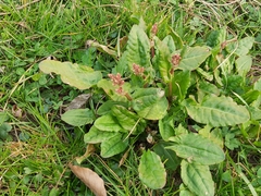 Rumex