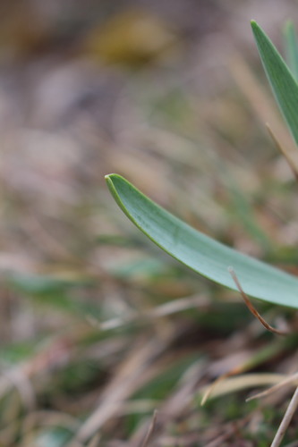 Image of Fritillaria pyrenaica by (c) Bastien Alegot, some rights reserved (CC BY)