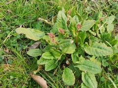 Rumex