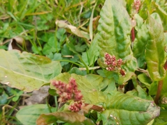 Rumex