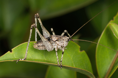 Paradrymadusa galitzini