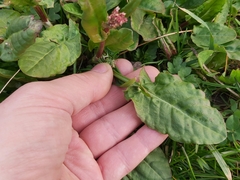 Rumex