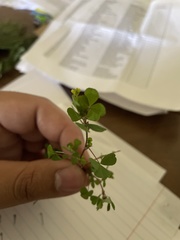 Trifolium dubium