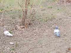 Columba livia domestica