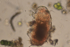 Echiniscidae