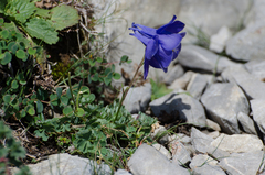 Aquilegia pyrenaica