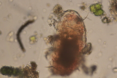 Echiniscidae