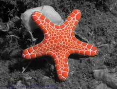 Pentagonaster duebeni