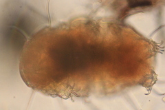 Echiniscidae