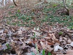 Galanthus nivalis