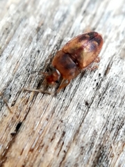 Epuraea imperialis