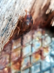 Epuraea imperialis