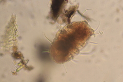 Echiniscidae