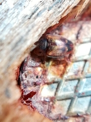 Epuraea imperialis