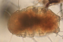Echiniscidae