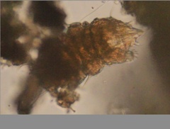 Echiniscidae