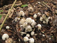 Coprinopsis strossmayeri