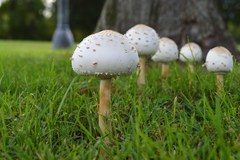 Chlorophyllum molybdites