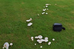 Chlorophyllum molybdites