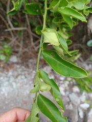 Capparis sepiaria