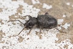 Otiorhynchus ovalipennis