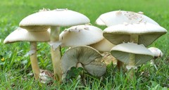 Chlorophyllum molybdites