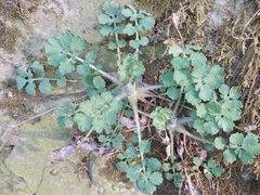 Chelidonium majus