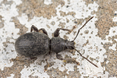 Otiorhynchus ovalipennis