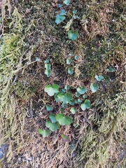 Cymbalaria muralis