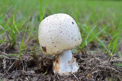 Amanita pubescens