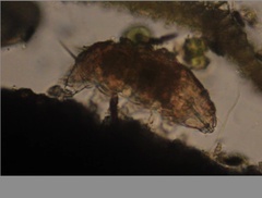 Echiniscidae