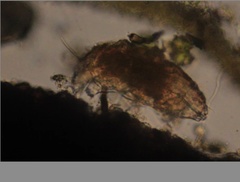 Echiniscidae