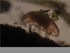 Echiniscidae