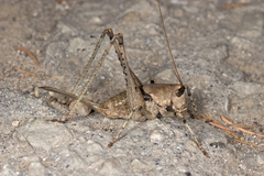 Paradrymadusa galitzini