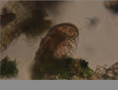 Echiniscidae