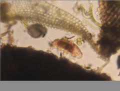 Echiniscidae