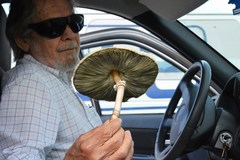 Chlorophyllum molybdites