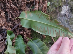Asplenium scolopendrium