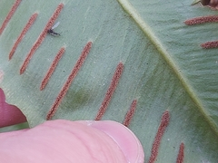 Asplenium scolopendrium