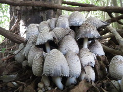 Coprinopsis strossmayeri