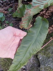 Asplenium scolopendrium